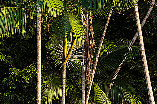 南美,巴西,亚马逊河,特写,棕榈树