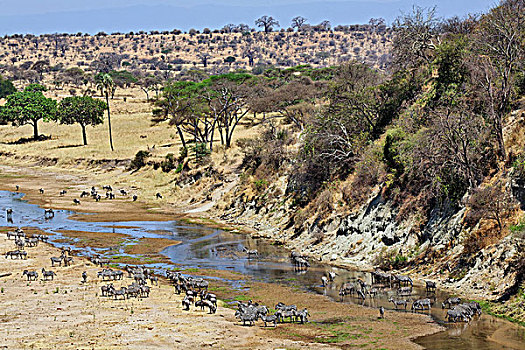 斑马,聚集,塔兰吉雷,河,塔兰吉雷国家公园,坦桑尼亚