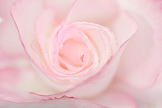玫瑰花,粉色,特写