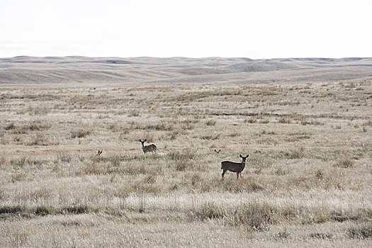 叉角羚,羚羊,草原国家公园,萨斯喀彻温,加拿大