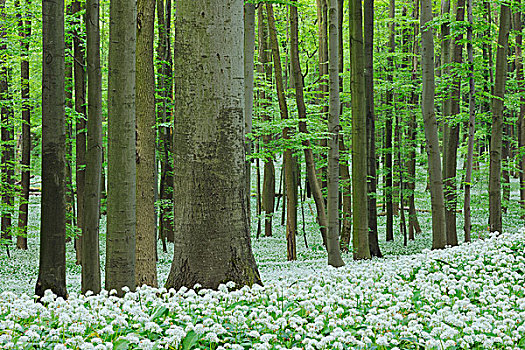 熊葱,葱属植物,欧洲山毛榉,树林,海尼希,国家公园,图林根州,德国