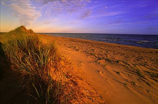 沙丘,草,海滩,盛开,爱德华王子岛,国家公园,加拿大