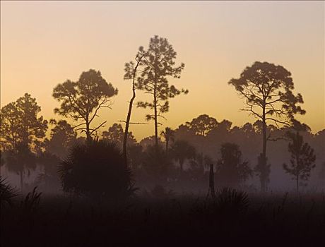 松树,晨雾,佛罗里达,美国