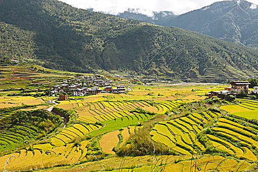 风景,阶梯状,稻田,普那卡,地区,不丹,亚洲