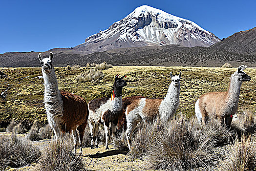 美洲驼,喇嘛,火山,积雪,国家公园,高原,玻利维亚,南美