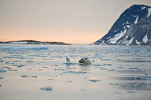 挪威,斯匹次卑尔根岛,成年,北极熊,公猪,冰,水,西北地区,海岸,夏天