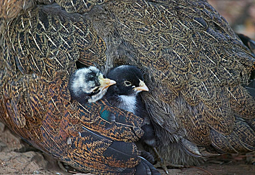 母鸡,保护,两个,小,幼禽,奥里萨帮,印度