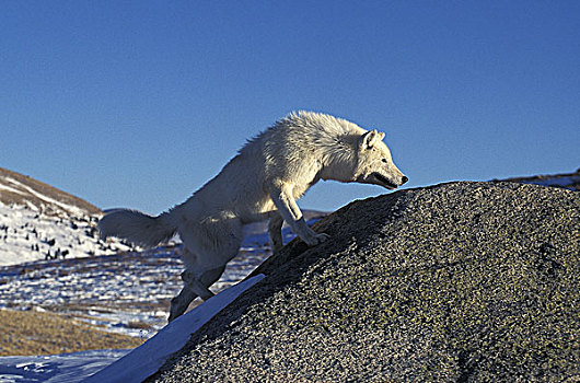 北极狼,狼,成年,岩石上,阿拉斯加