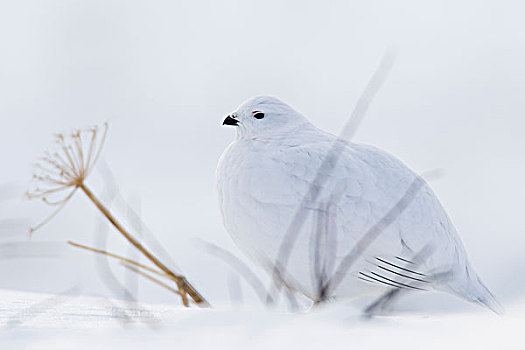 柳雷鸟,白色,冬天,羽毛,坐,后面,空,枝条,楚加奇山,阿拉斯加