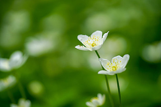 风,花