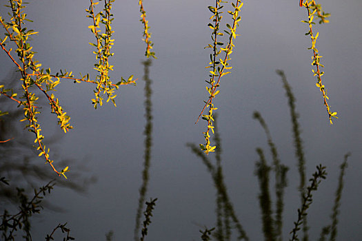 阳光照射下湖面上的柳枝