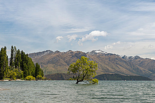 孤树,站立,水,瓦纳卡,树,瓦纳卡湖,奥塔哥,南部地区,新西兰,大洋洲