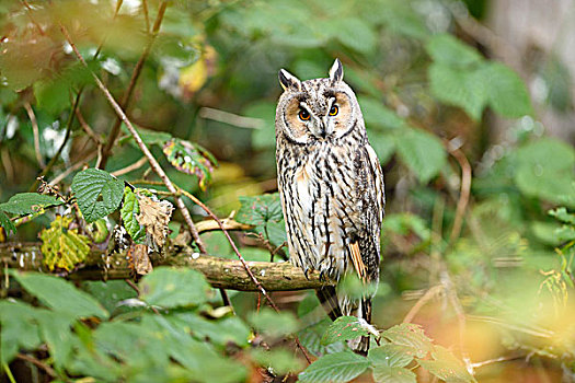 头像,长耳猫头鹰,长耳鸮,秋天,巴伐利亚森林国家公园,巴伐利亚,德国