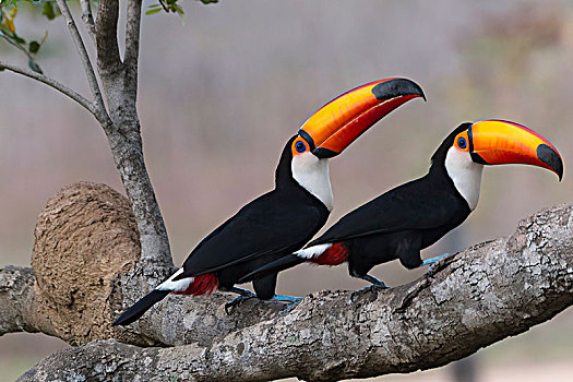 情侣,托哥巨嘴鸟,树上,潘塔纳尔,巴西,南美