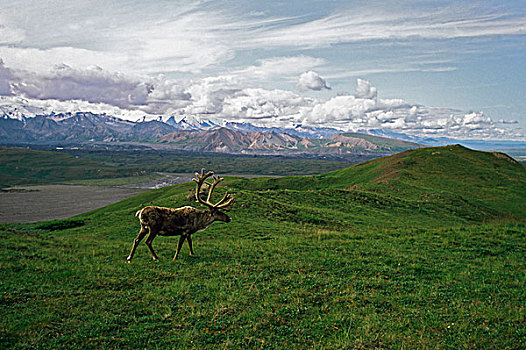 北美驯鹿,雄性动物,阿尔卑斯草甸,阿拉斯加,美国