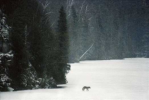 大灰狼,狼,测试,湖,冰,明尼苏达