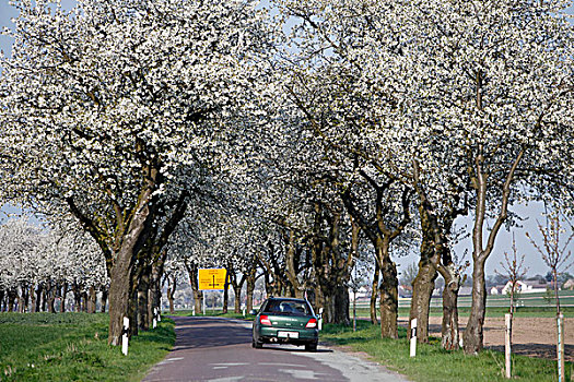 道路,花,水果,树,靠近,德国,欧洲