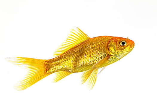 金鱼,金黄色,白色,背景