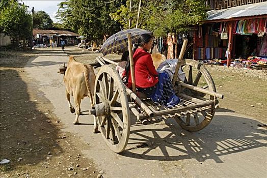 运输,乘客,马车,克钦邦,缅甸,亚洲