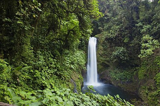 瀑布,茂密,雨林,哥斯达黎加