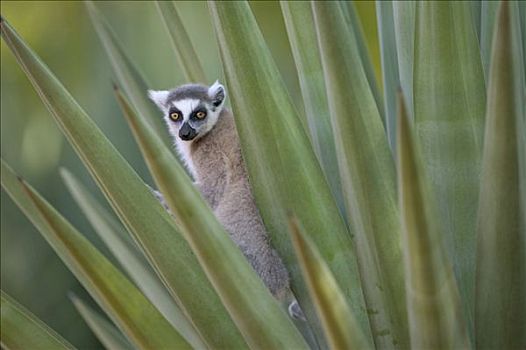 节尾狐猴,狐猴,偷窥,室外,芦荟,叶子,脆弱,贝伦提私人保护区,马达加斯加