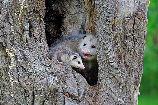弗吉尼亚,负鼠,成年,小动物,看,好奇,树,洞,松树,明尼苏达,美国,北美