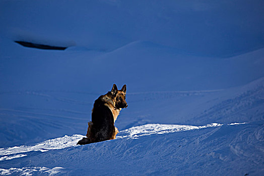 德国牧羊犬,雪地,正面,小屋,阿尔卑斯山,奥地利