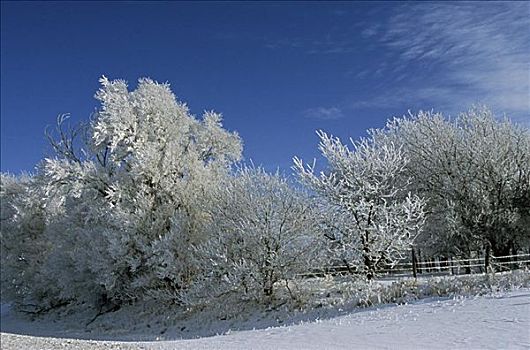 树,积雪,风景