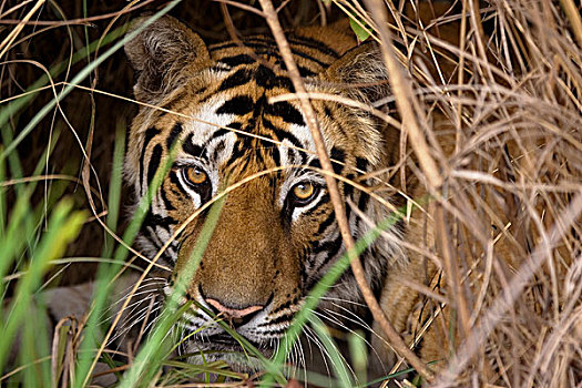 孟加拉虎,虎,头像,班德哈维夫国家公园,中央邦,印度