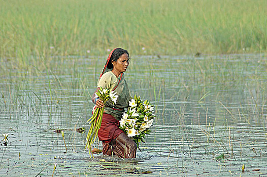 普通,乡村,孟加拉,女人,拔,荷花,食物,午餐,库尔纳市,十一月,2007年