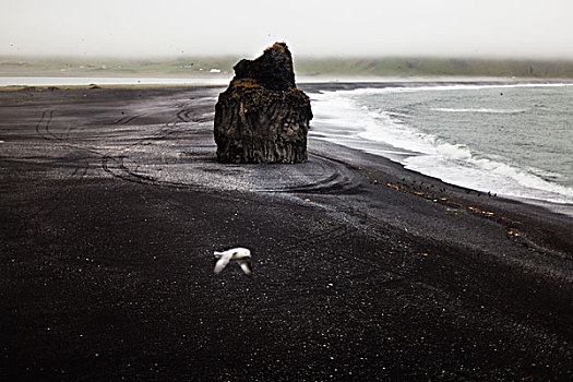 海滩,靠近,冰岛