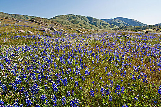野花,盛开,牧场,葡萄藤,加利福尼亚
