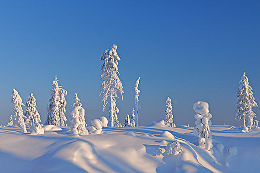 积雪,风景,北方,芬兰