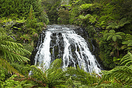 瀑布,峡谷,靠近,北岛,新西兰