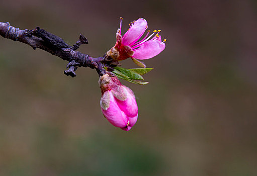 鲜花