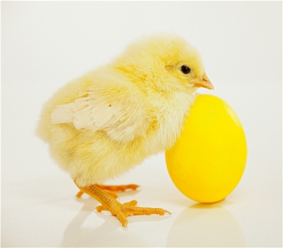 诞生,鸡,黄色,蛋