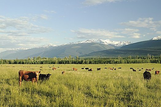 牛,地点,不列颠哥伦比亚省,加拿大