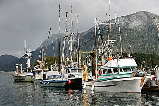 渔船,港口,温哥华岛,不列颠哥伦比亚省,加拿大