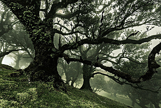 树,雾气,树林,波尔图,马德拉岛,葡萄牙,欧洲