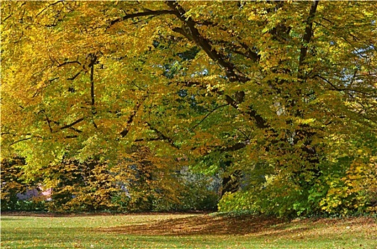 公园,秋季,秋天