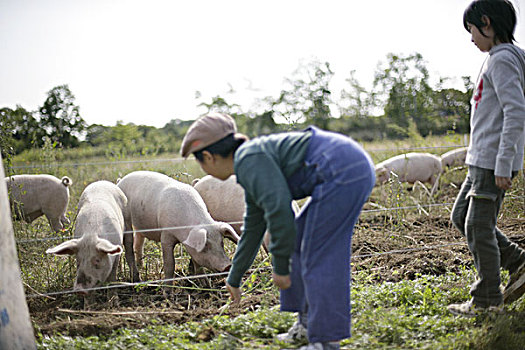 猪,男孩,农场