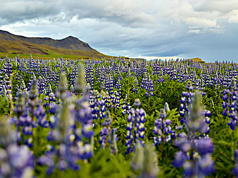 花,冰岛