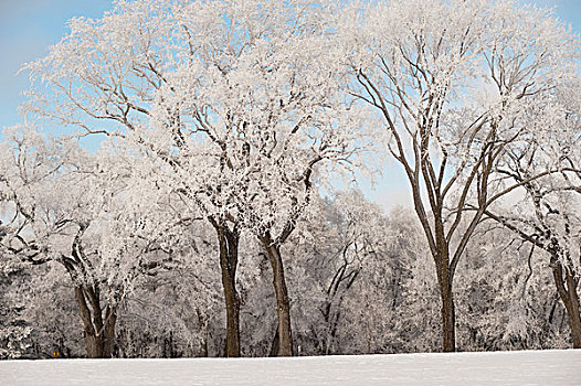 曼尼托巴,加拿大,树,积雪,冬天