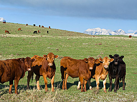 牲畜,红色,黑色,牛肉,绿色,草场,积雪,落基山脉,远景,艾伯塔省,加拿大