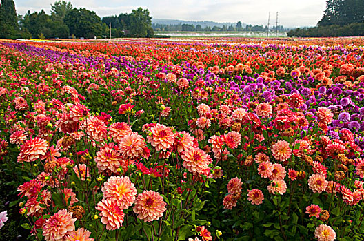 大丽花,土地,俄勒冈,美国