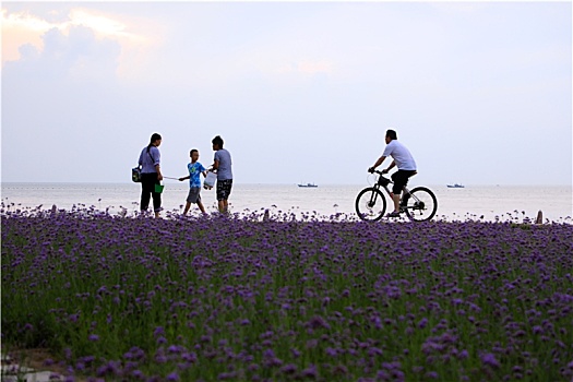 山东省日照市,雨后的海边空气清新,游客漫步海滨徜徉花海感受清凉