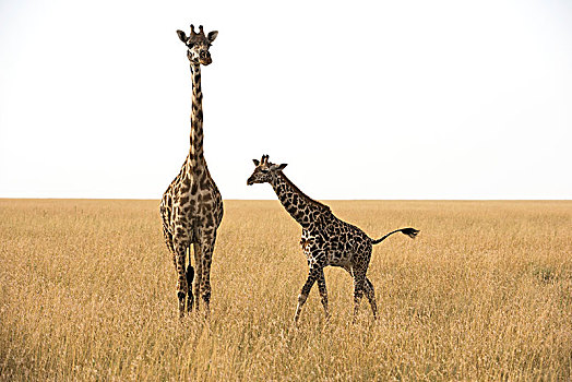 长颈鹿,幼兽,干燥,季节,草地,塞伦盖蒂国家公园,坦桑尼亚
