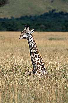 马赛长颈鹿,成年,卧,大草原,肯尼亚