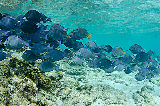 蓝色,博奈尔岛,荷属安的列斯,加勒比