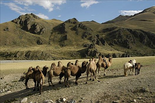 游牧,牧群,骆驼,山峦,蒙古,阿尔泰,靠近,乌布苏